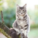 kyli Breeders