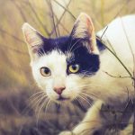 Katzenstreu