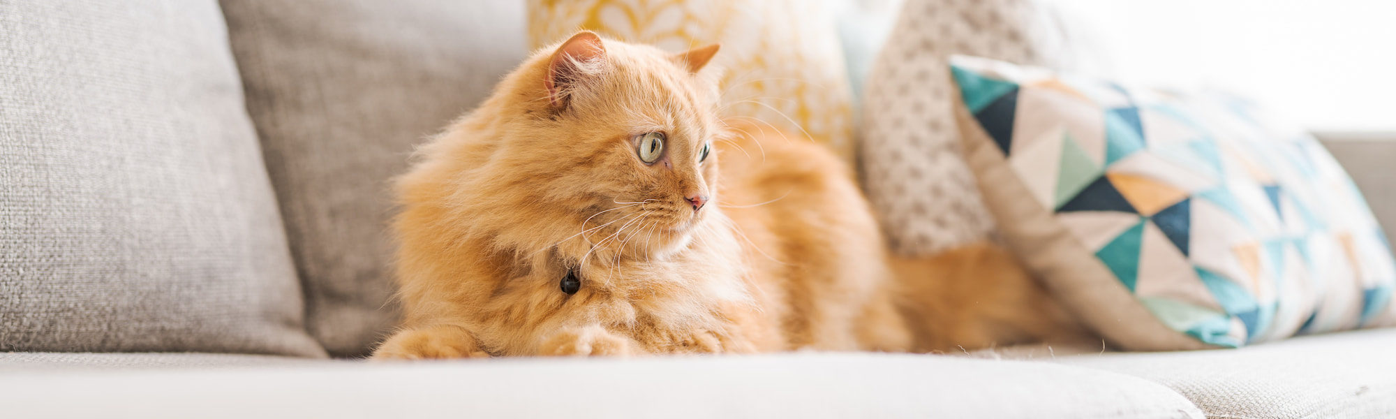 Katzenfutter